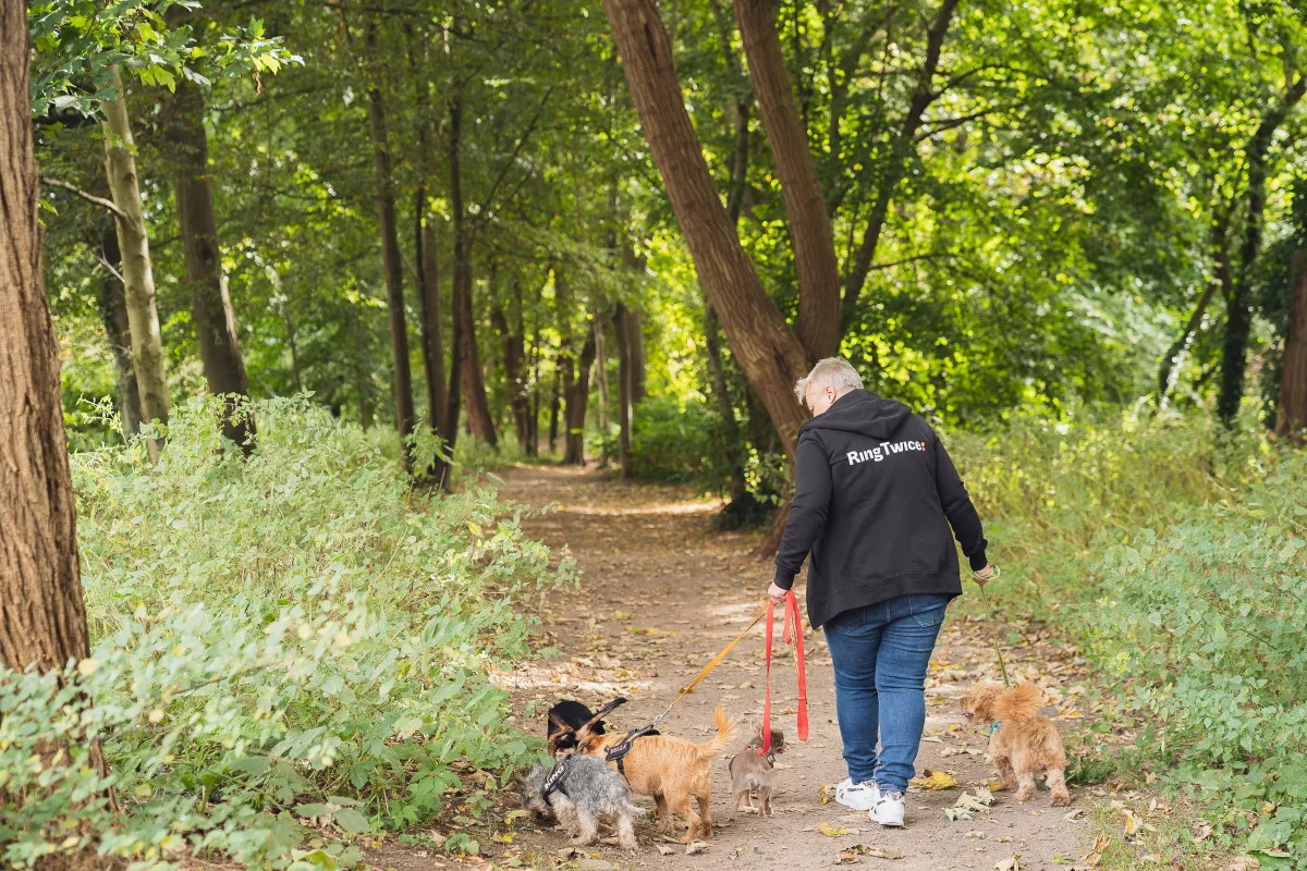 promenade chien