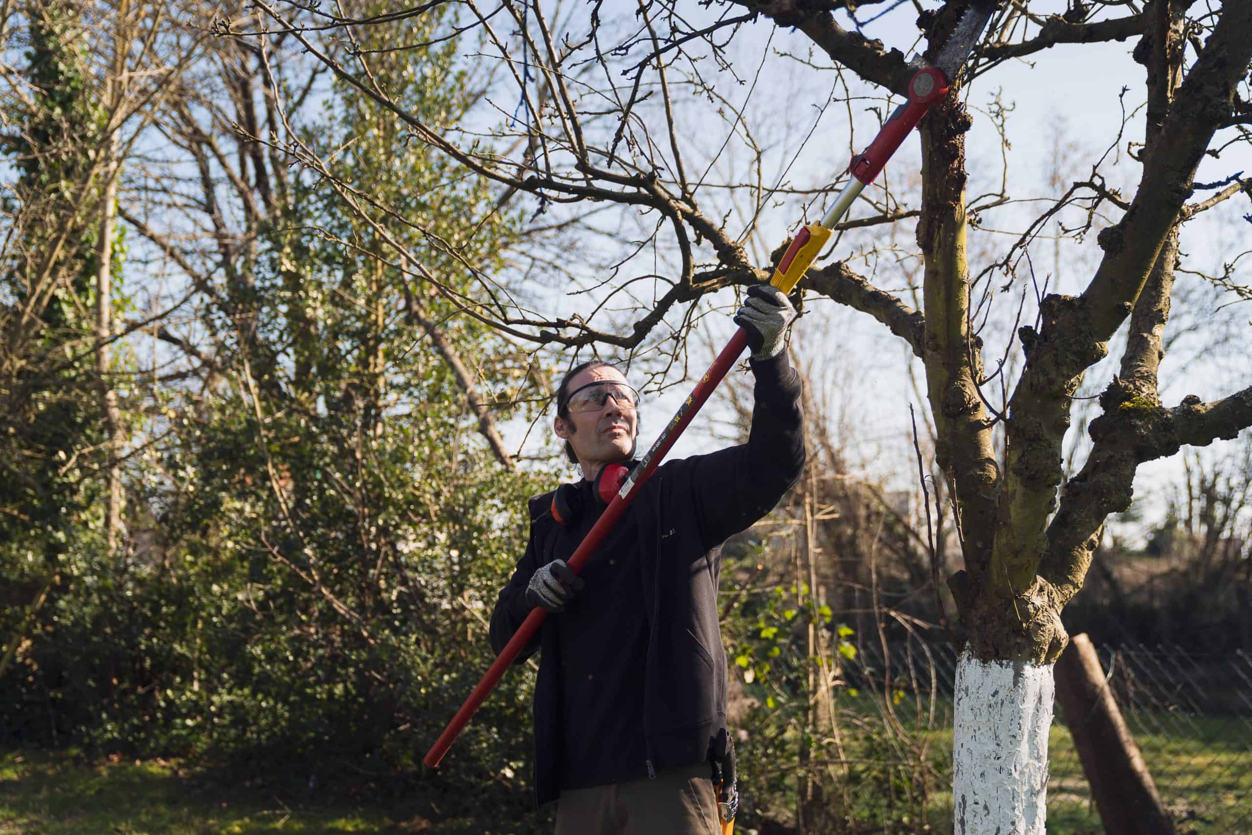 prix élagage arbre