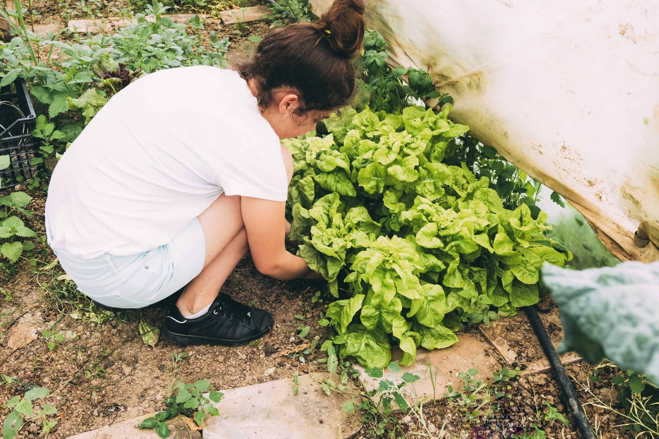 quels légumes pour son potager