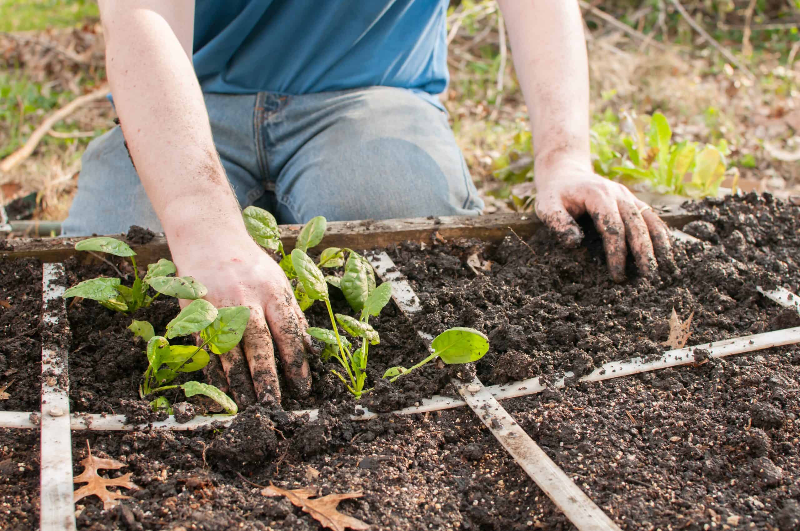 potager en carré