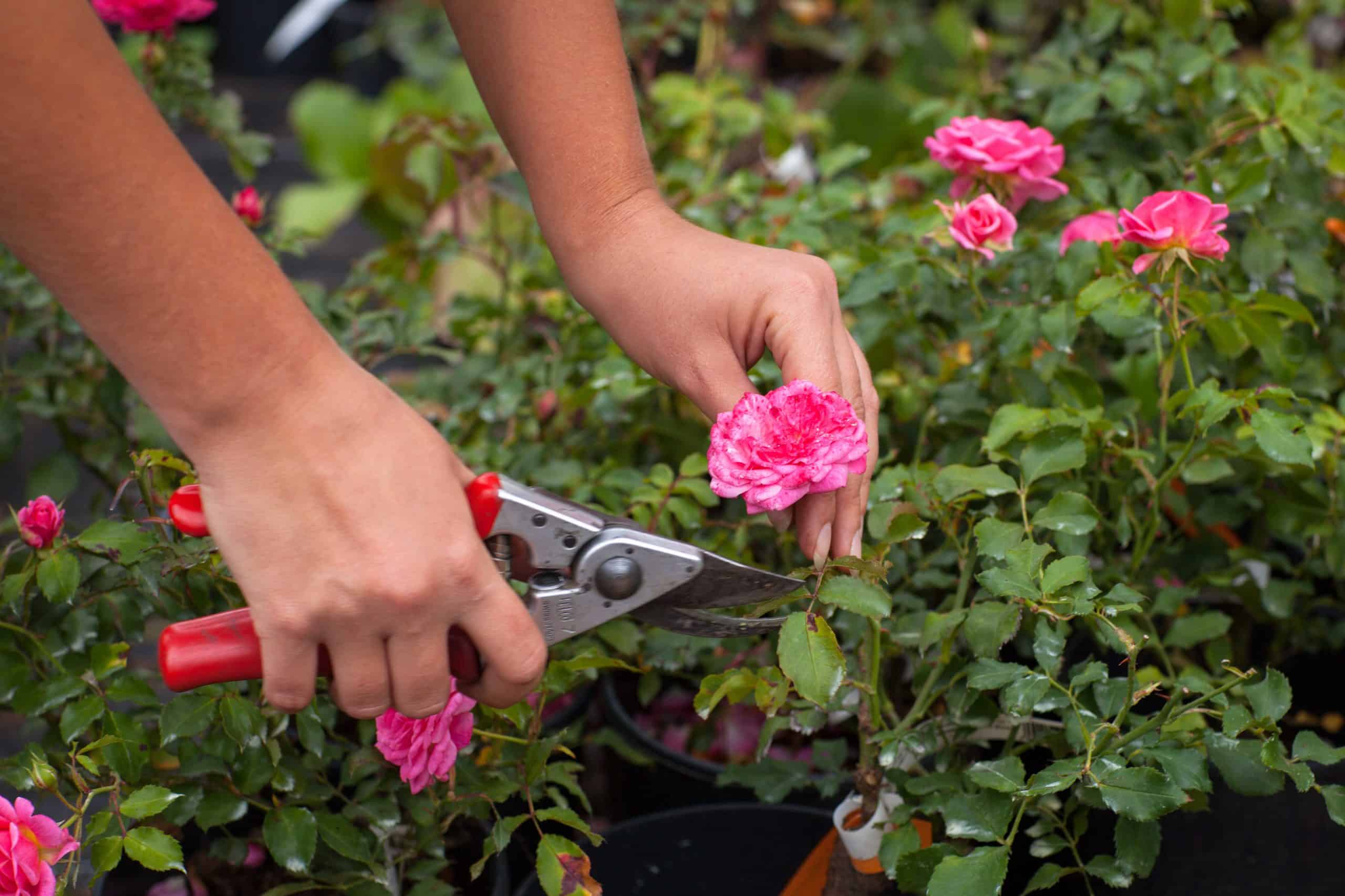 comment et quand tailler rosiers