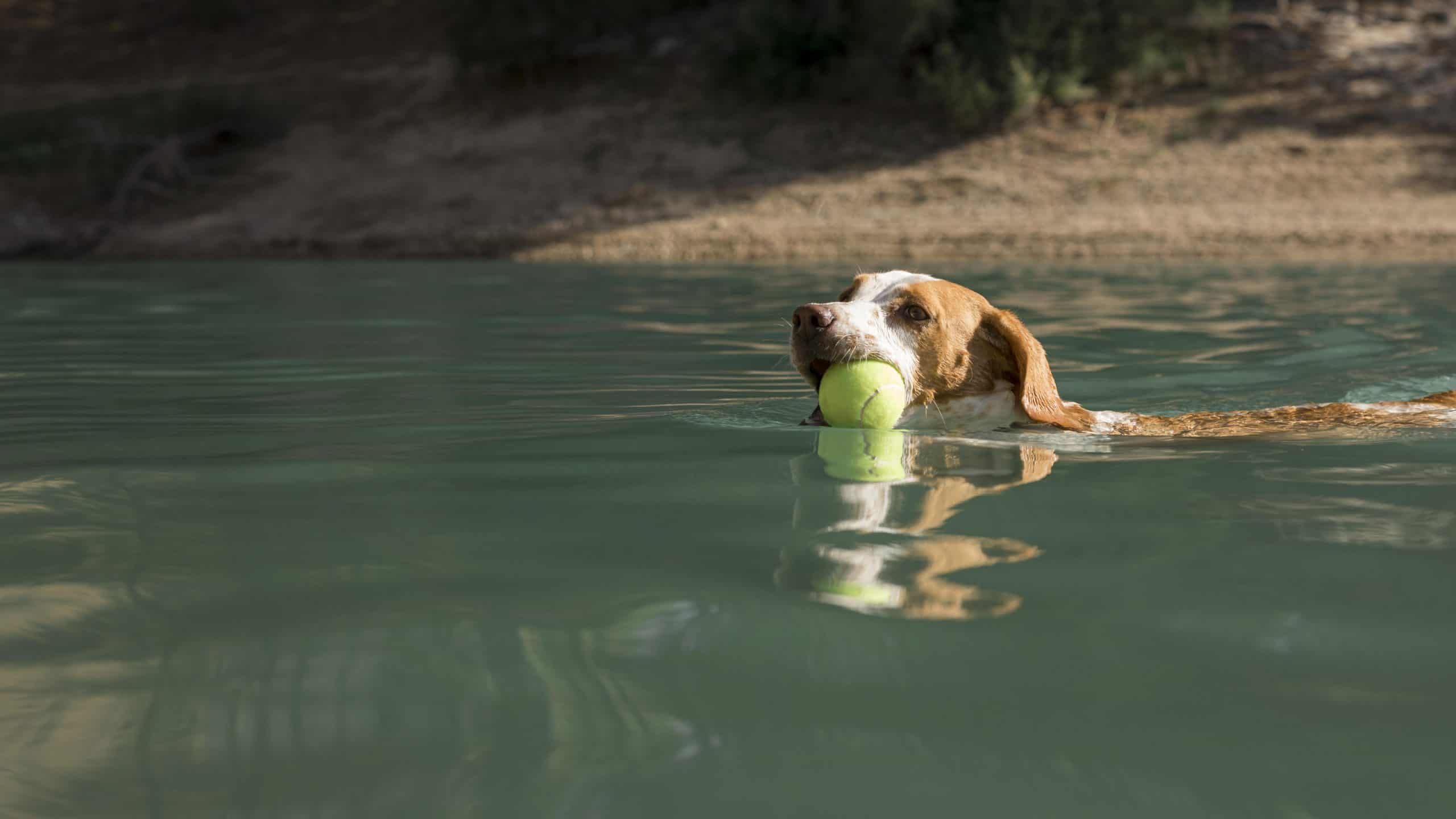 chien dans l'eau