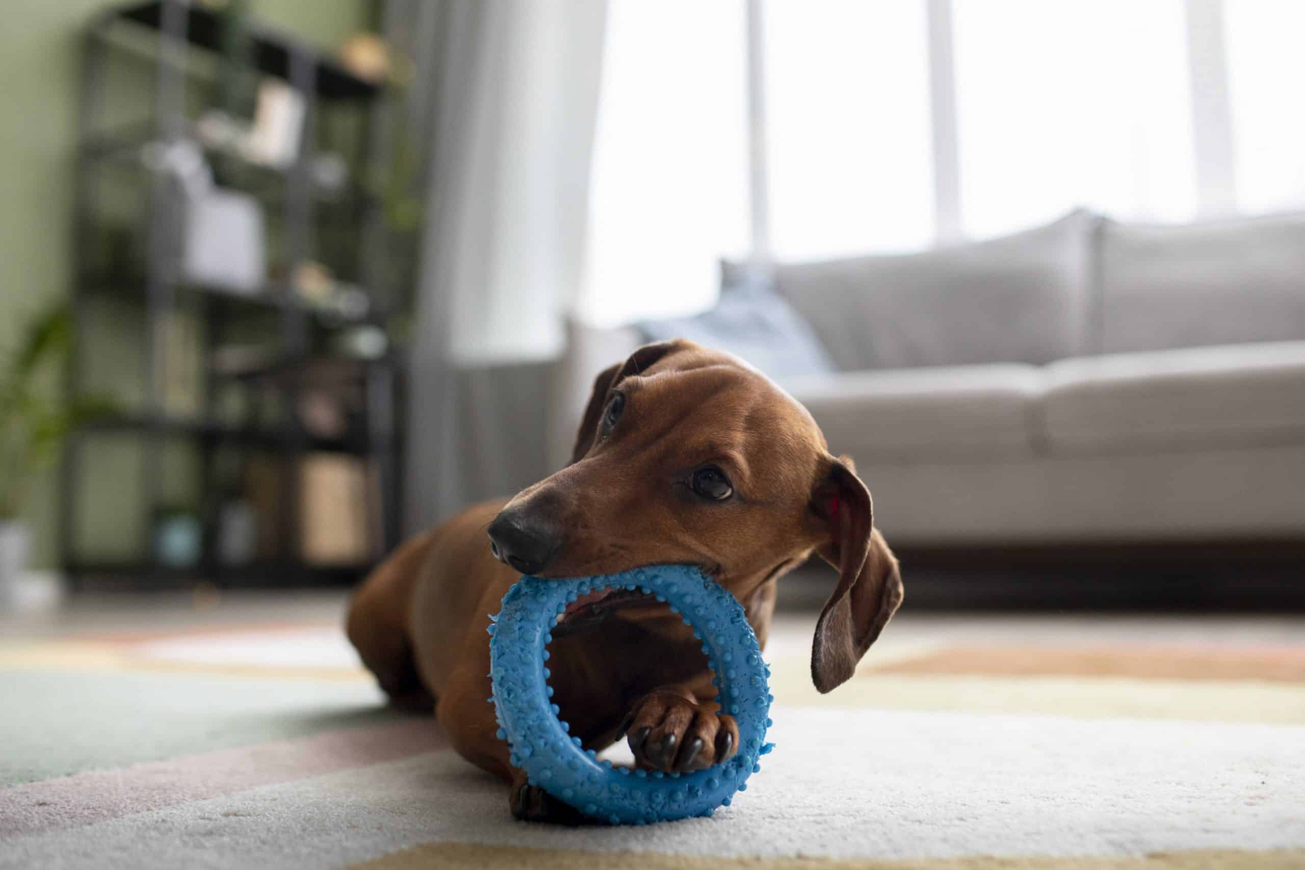 activités intérieures pour chiens