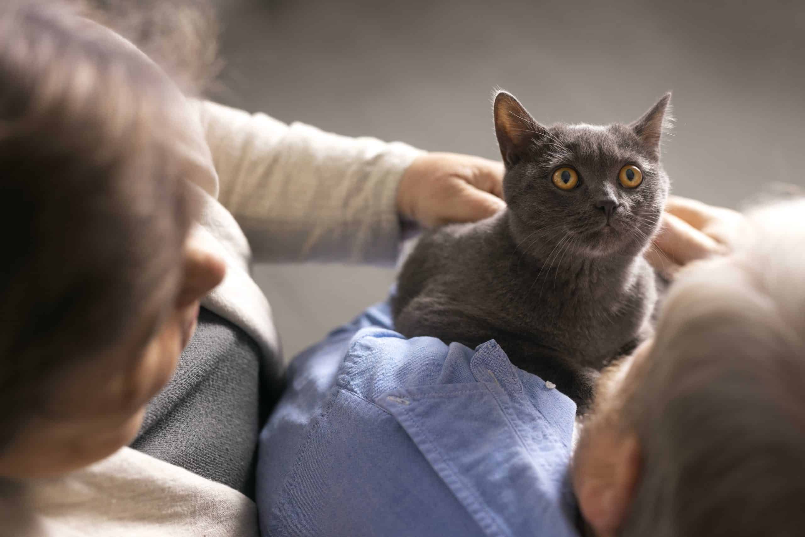 catsitter avec chat