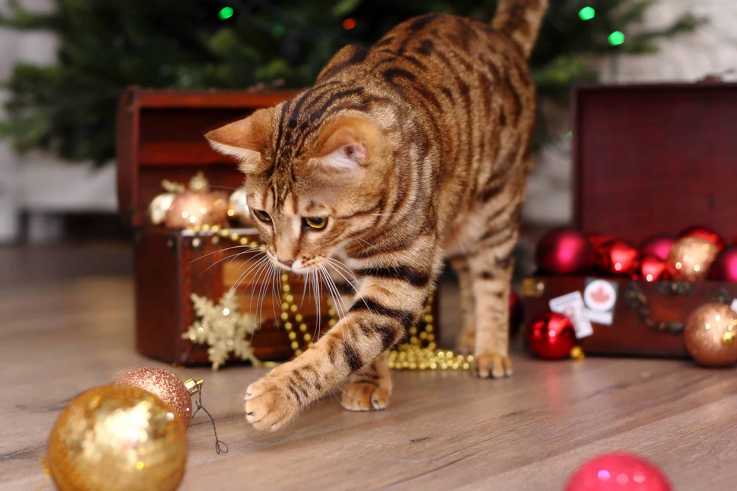 chat et sapin de Noël