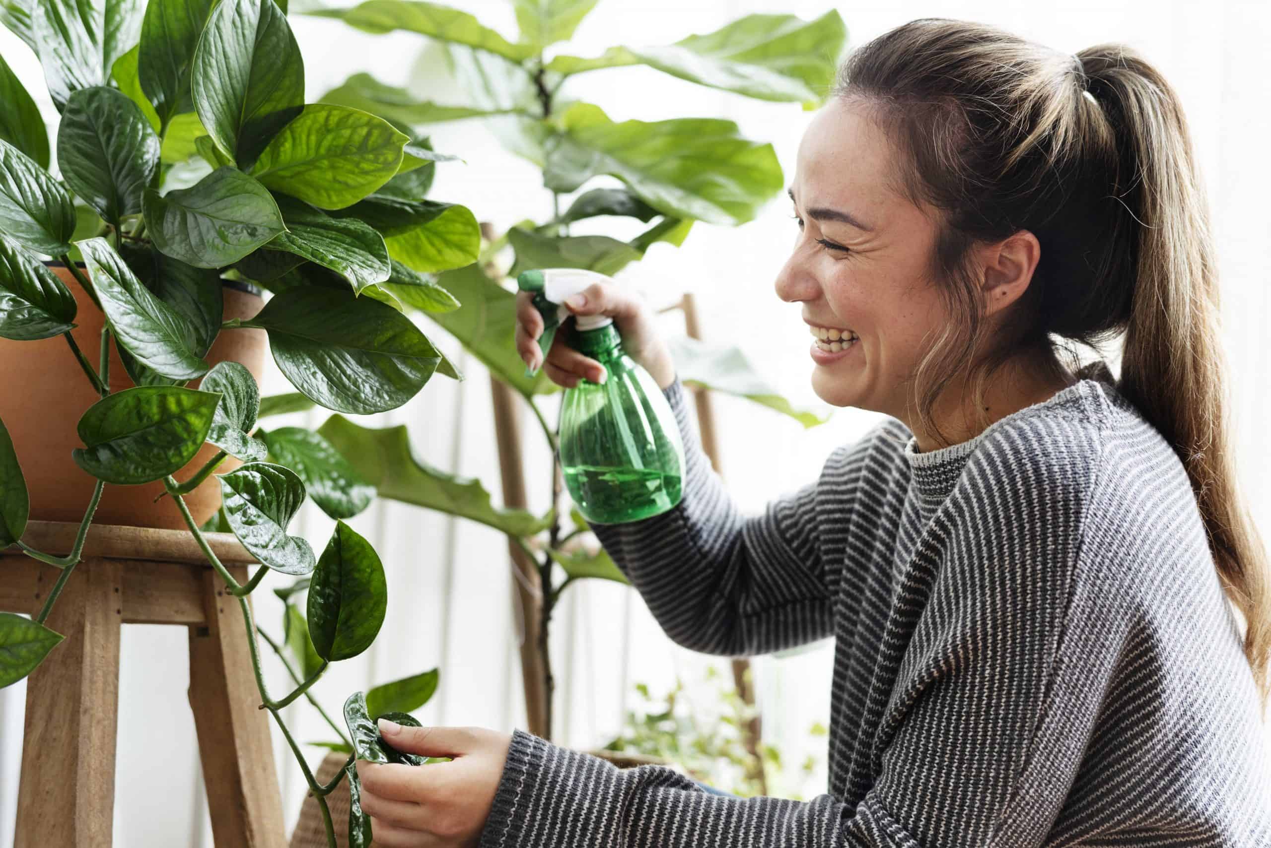 plantes intérieurs pendant l'hiver