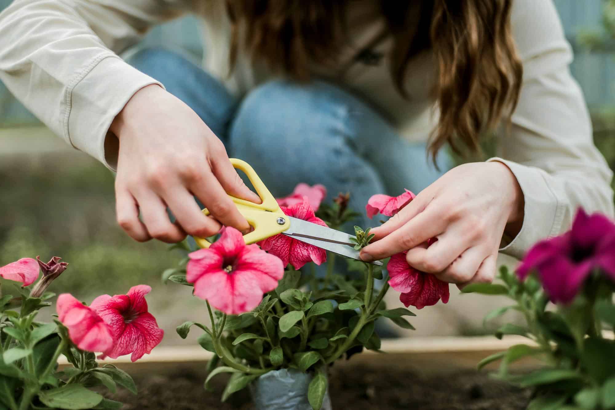 fleurs à floraison précoce