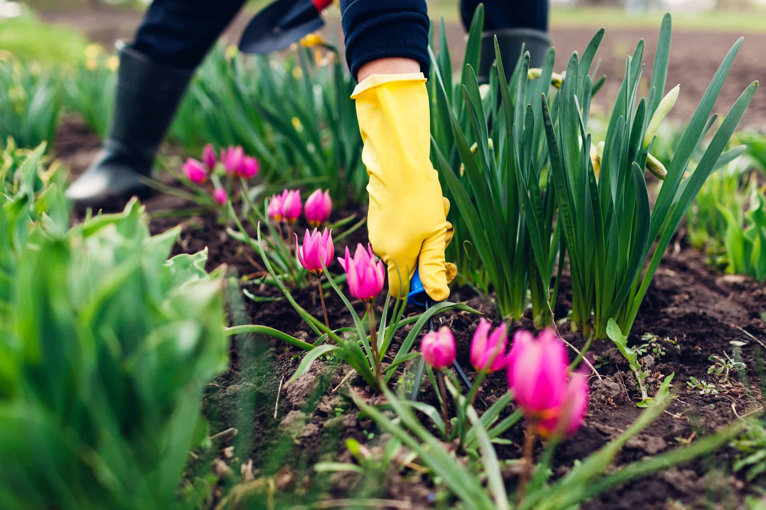 désherber son jardin